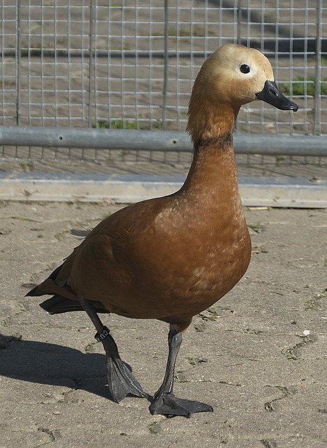 个人能力
